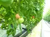 鳥取県産「笑心とまと」2kg箱/★お手軽サイズ★