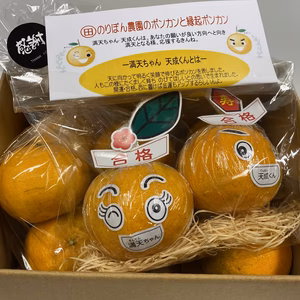 のりぽん農園のワクワクぽんかん！満天ちゃん天成くん