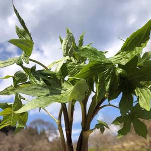 ！期間限定！山菜の王様【しどけ】