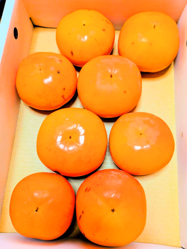 【送料割引】和歌山限定品種柿『紀州てまり』　(家庭用) 　2kg 