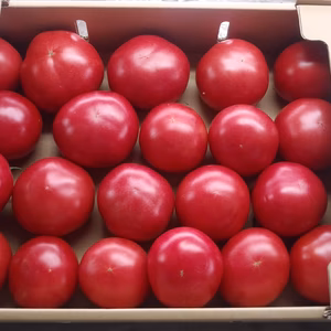 訳あり完熟トマト