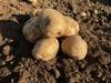 【無農薬】北海道の新ジャガイモ「キタアカリ」 5kg Mサイズ