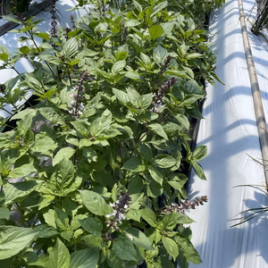 ▲▼タイのスイートバジル▼▲ホラパー▲▼