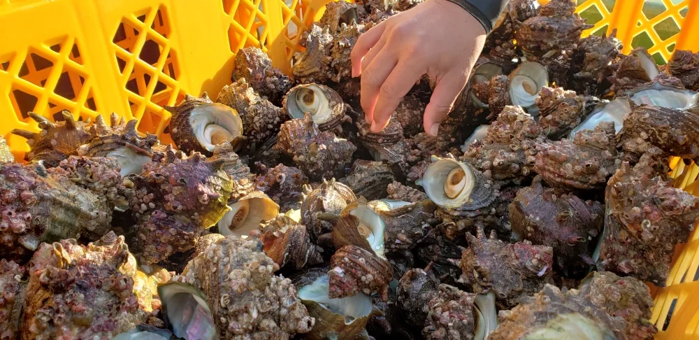 ★関門海峡産サザエ★コリコリ！噛めば噛むほど甘味がでます！