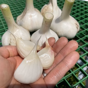 にんにくハンパないって2021 未乾燥