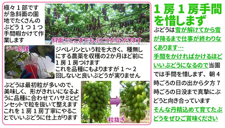 予約開始☆7月発送☆完熟ぶどう種なしデラウエア9房前後