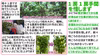 山形県産高級ぶどう3房詰め合わせ 朝もぎ発送8月お届け