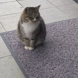 サバスキー