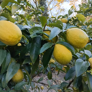 皮も使える広島県産レモン  訳あり品 2kg(約20個入)