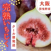 減農薬【クール便】朝採り完熟いちじく　イチジク　希少　無花果　大阪　羽曳野