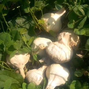 にんにく　上海早生　自然栽培、農薬肥料不使用、自家採種