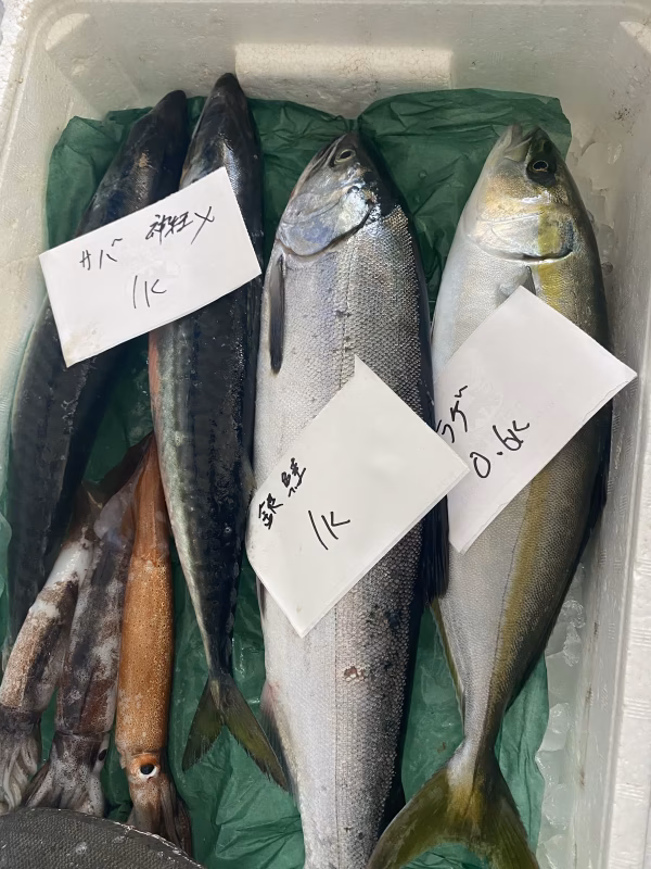 26日水揚げ‼️ 神経〆ガチャセット‼️