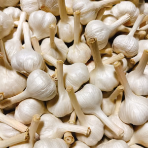 【チビニンニク】はじめてのにんにく 1kg（農薬・除草剤不使用・佐賀県鳥栖産）