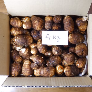 里芋 自然栽培（無除草剤！無肥料！無農薬！）