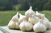 自然栽培にんにく500g