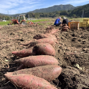 さつまいも3品種食べ比べセット【農薬・化学肥料不使用】〜たからのやまたかやま〜