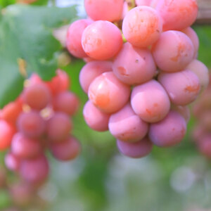 【限定数10】「8.9.10月定期便」あなたの花咲く♪ぶどう15品種全部食べ比べ