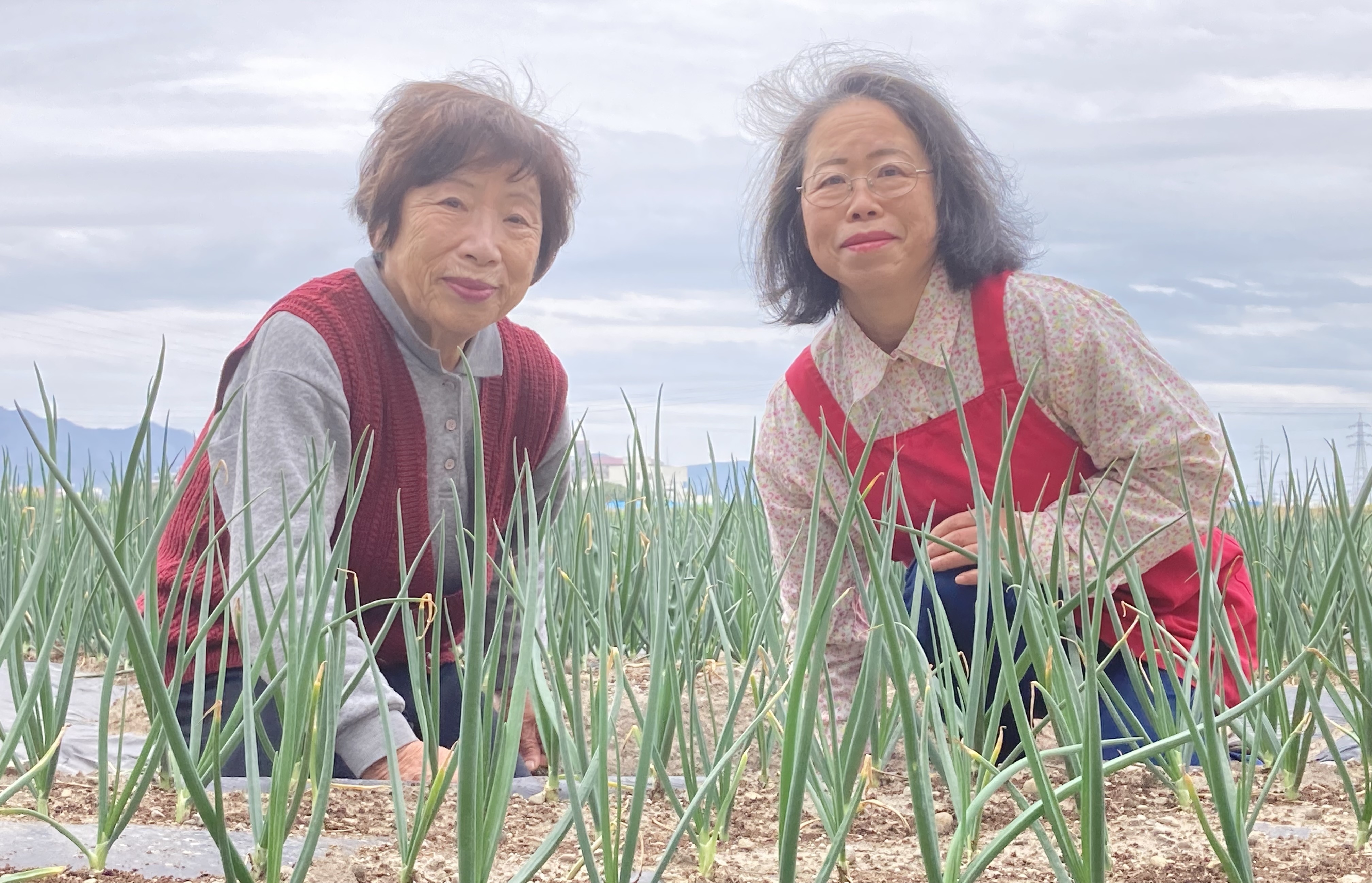 淡路島の産直通販・お取り寄せ商品|ポケットマルシェ|産地直送 淡路島の産直通販・お取り寄せ商品|ポケットマルシェ|産地直送