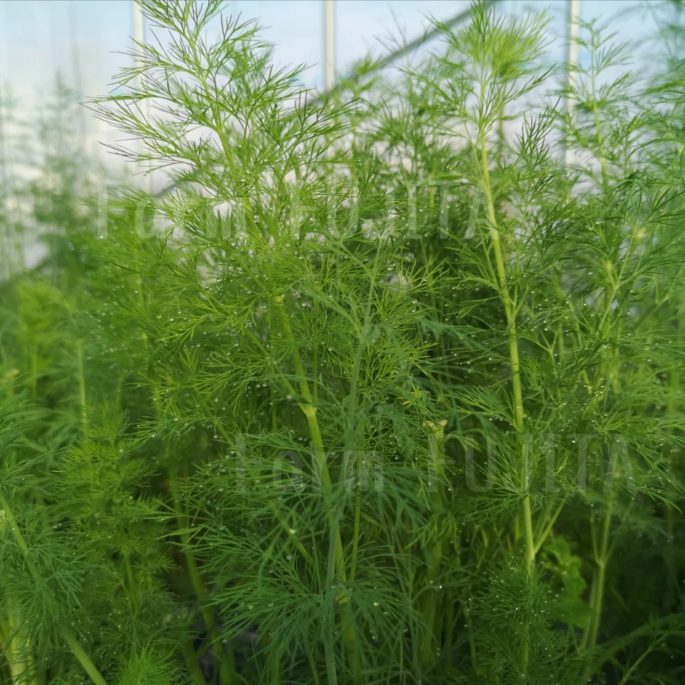 【摘みたてお届け】ディル☆クセになる香り！