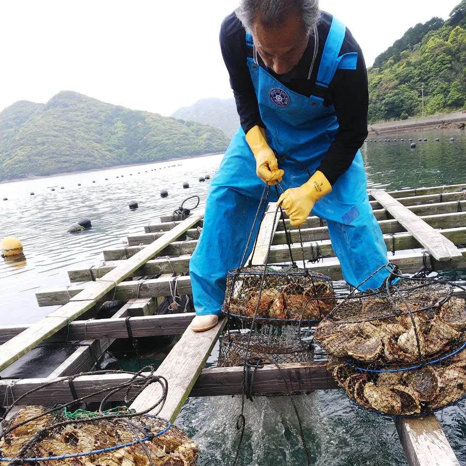 希少なLL～特大8個！ずっしり濃厚！「五島列島」岩牡蠣　(生食用)　夏限定販売