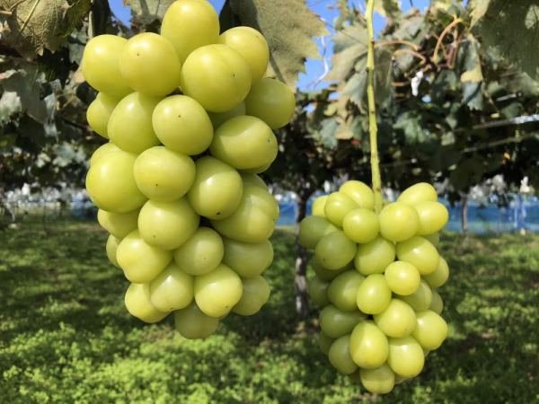 【9周年福袋】200円OFF！展伸園のシャインマスカット2房(900g以上)