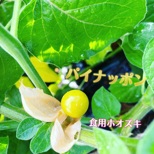 元飲食業、アスリートが作る無農薬　食用ホオズキ　パイナッポン
