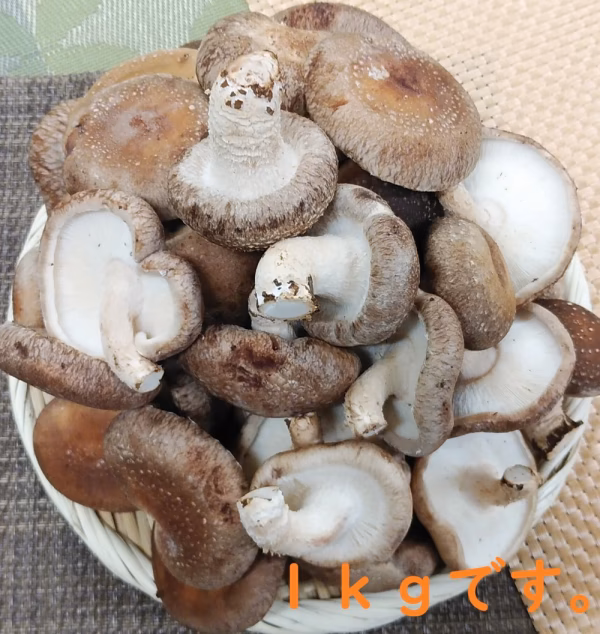 菌床生椎茸『清茸』Ｃ、チビ等級混載パック　2キロ～3キロ【冷蔵限定】