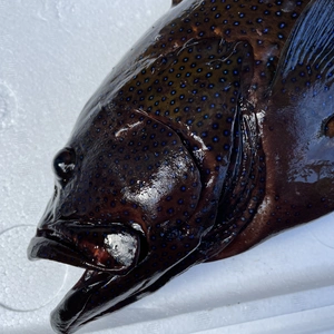 【魚突き】動画あり　アオノメハタ1.5kg 鱗、内臓処理済