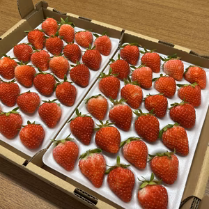 夏いちご「サマーリリカル」Lサイズ