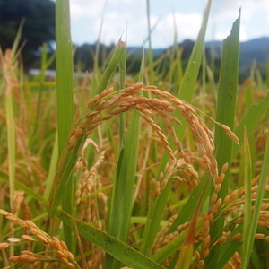 ＜2018年新米＞無農薬・無化学肥料のお米【玄米】