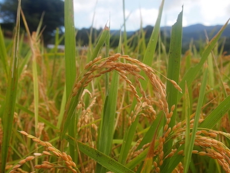 無農薬・無化学肥料のお米【玄米】