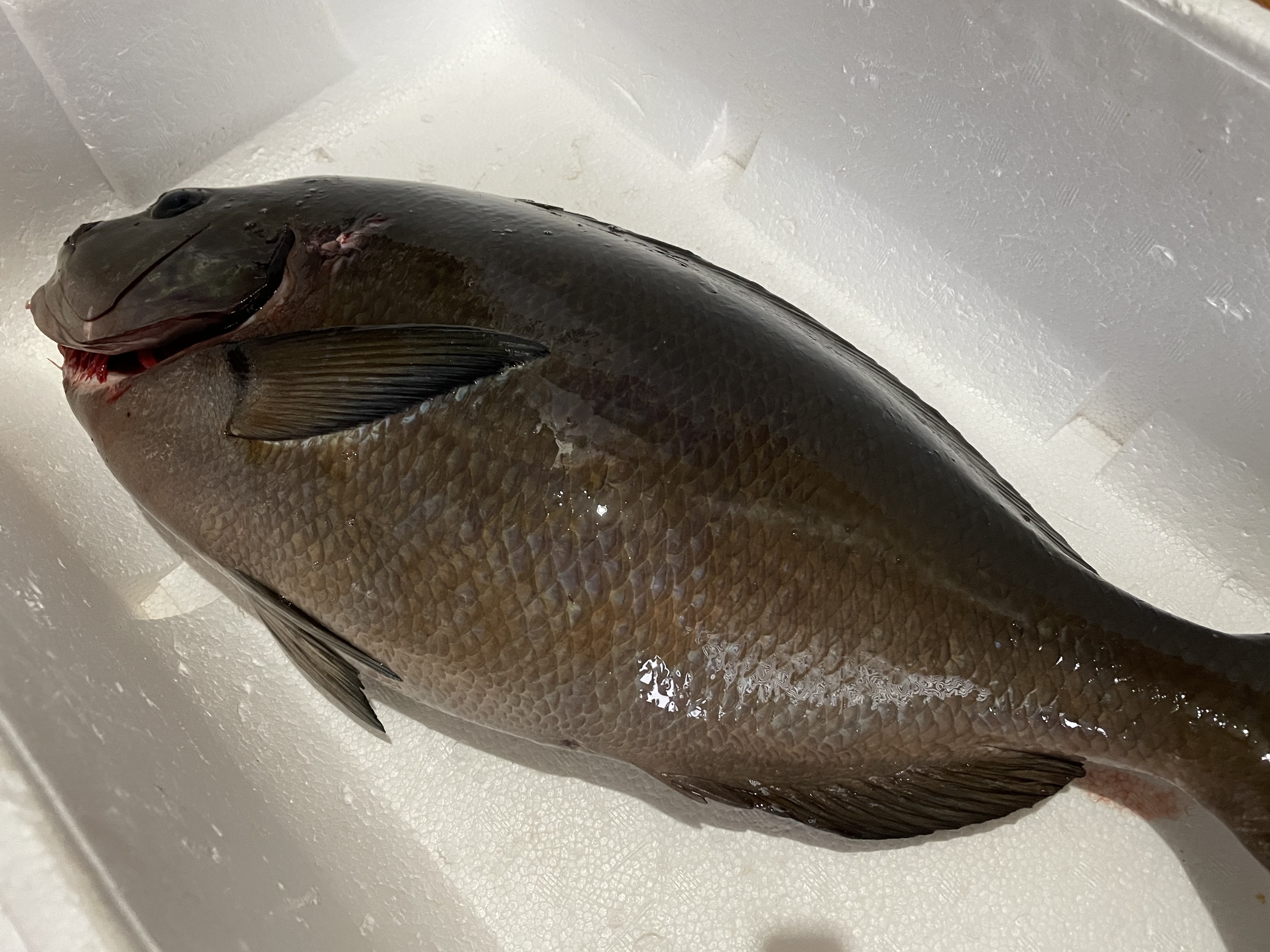 魚突き 捕獲動画あり メジナ2 7kg鱗 下処理済み 農家漁師から産地直送の通販 ポケットマルシェ