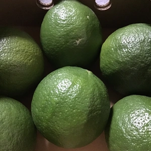 お試しグリーンレモン約900g6玉＋おまけ付(木酢)