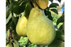 【8周年福袋】減農薬 洋梨 マルゲリット・マリーラ 訳あり 3kg/5kg  
