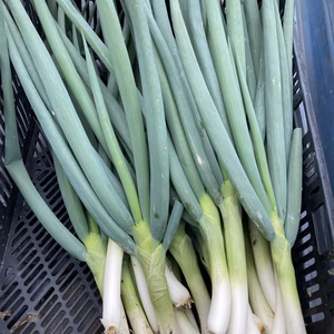 有機JAS認証＆無肥料自然栽培　九条ネギ