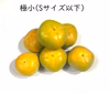 ≪柳フルーツ園≫訳あり・極小　中谷早生柿