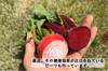 野菜ソムリエプロ農家 カラフル＆旬野菜セット(10種類以上)