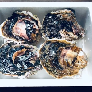 奥能登！里海の恵み！石川県穴水産　濃厚　岩牡蠣（生食用）４個（300g以上/個）