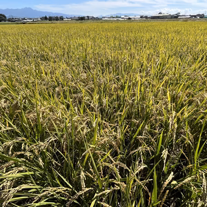 【自然栽培米】令和7年度　新米　熊本県産七城米