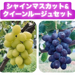 【8月下旬発送】シャインマスカット&クイーンルージュ®★一足先に旬の味☆*。