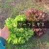 【自然栽培】大きなリーフレタス４玉★ 農薬・肥料不使用｜スムージーにも♪