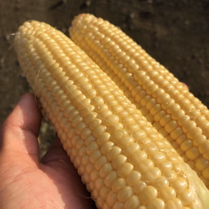 朝採り☀️弾けるおいしさ！ とろける甘さのわくわくコーン