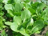 農薬を使わない！栽培だからこの甘さ。体が喜ぶ抗酸化野菜セット（定期配送）