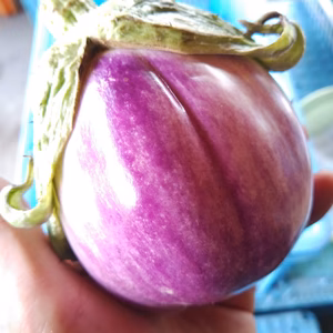 ロッサビアンコ（ローザビアンカ）イタリアのナス