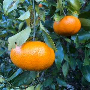 愛媛が誇る高級柑橘ふぞろいの”甘平”たち（ご家庭用）(1kg約4〜5個)