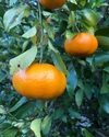 愛媛が誇る高級柑橘ふぞろいの”甘平”たち（ご家庭用）