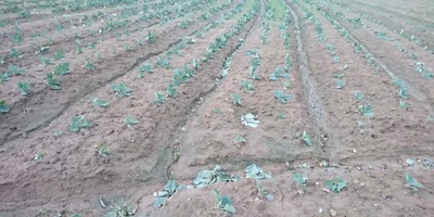 農業は究極のギャンブル！？