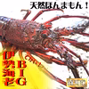 活き〆伊勢海老400ｇ前後1尾　天然高知県産！ゆず果汁付！簡単レシピ付き