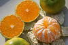 極早生　みかん！　内容量選べます！！　家庭用！