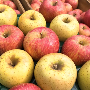 青森県産　サンふじ＆王林 MIXセット(家庭用)